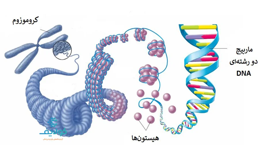 ساختار کروموزوم